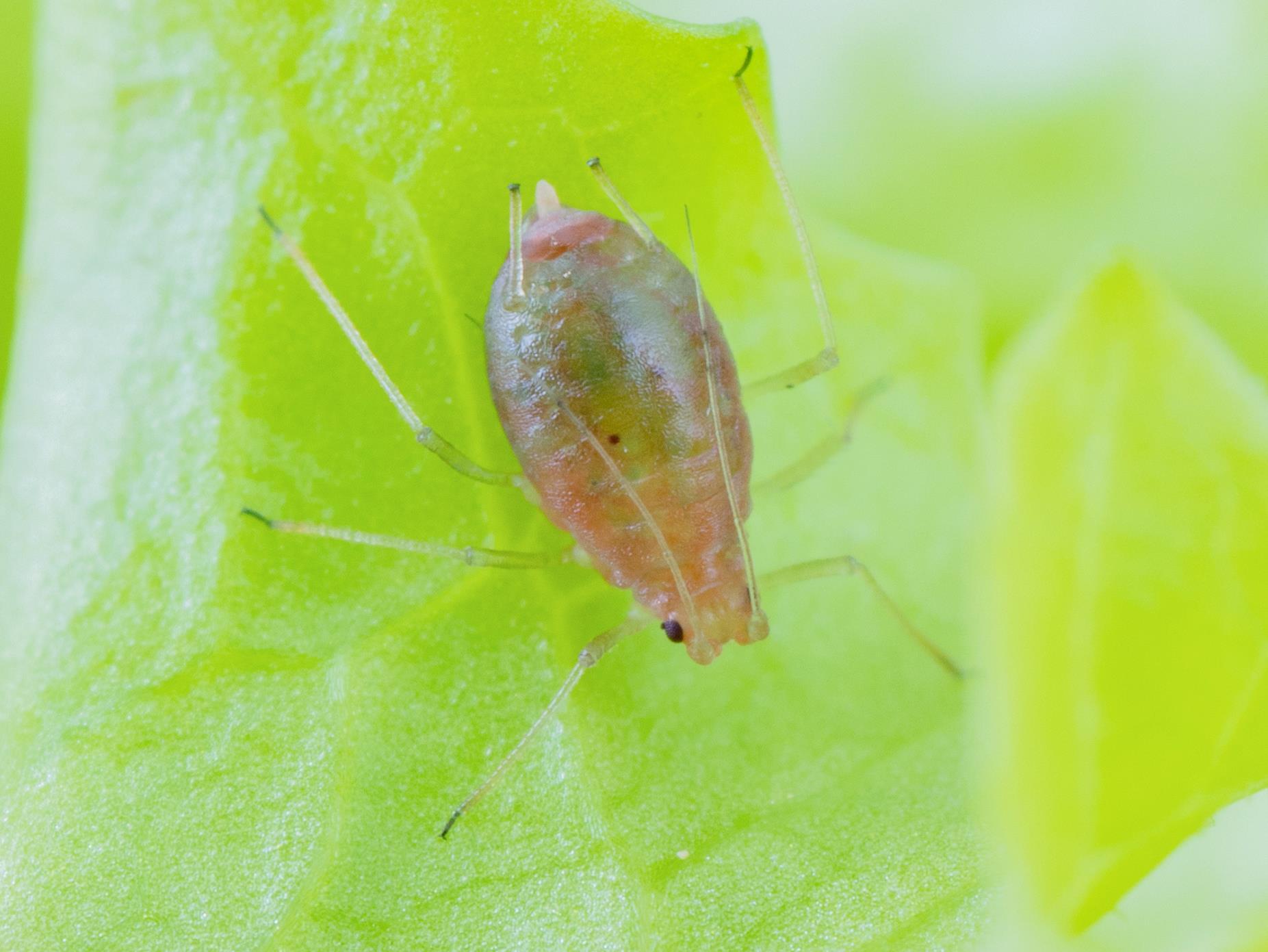 Puceron vert du pêcher (Myzus persicae)_7