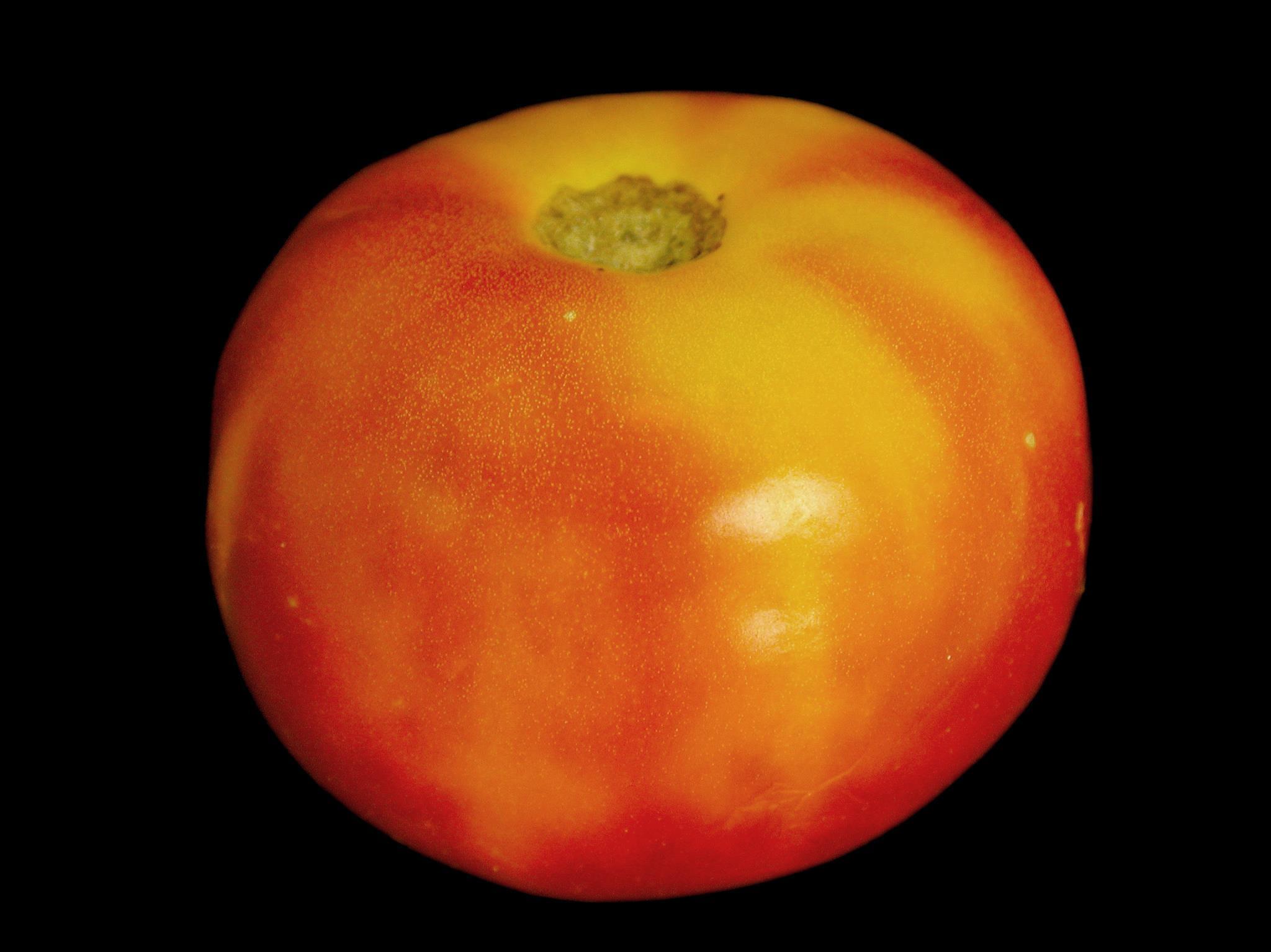 Tomate - Collet jaune
