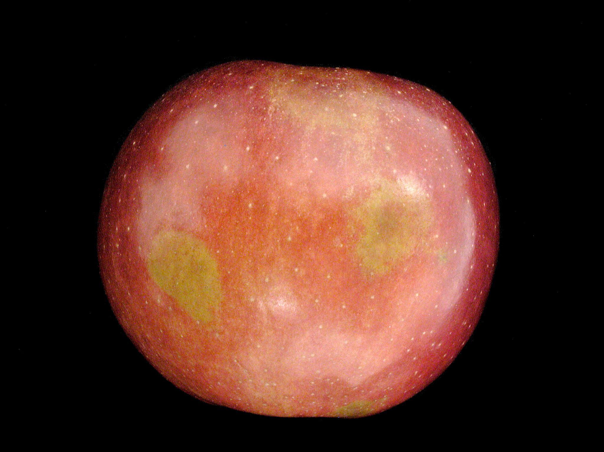 Pomme - Échaudure
