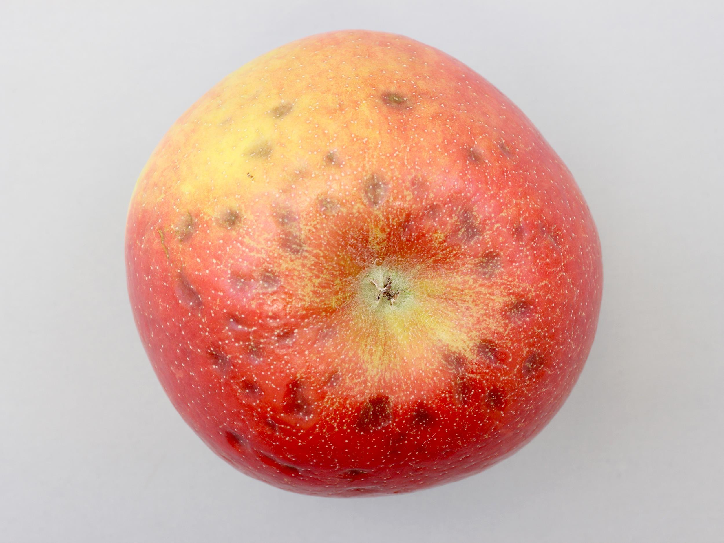 Pomme - Tache amère