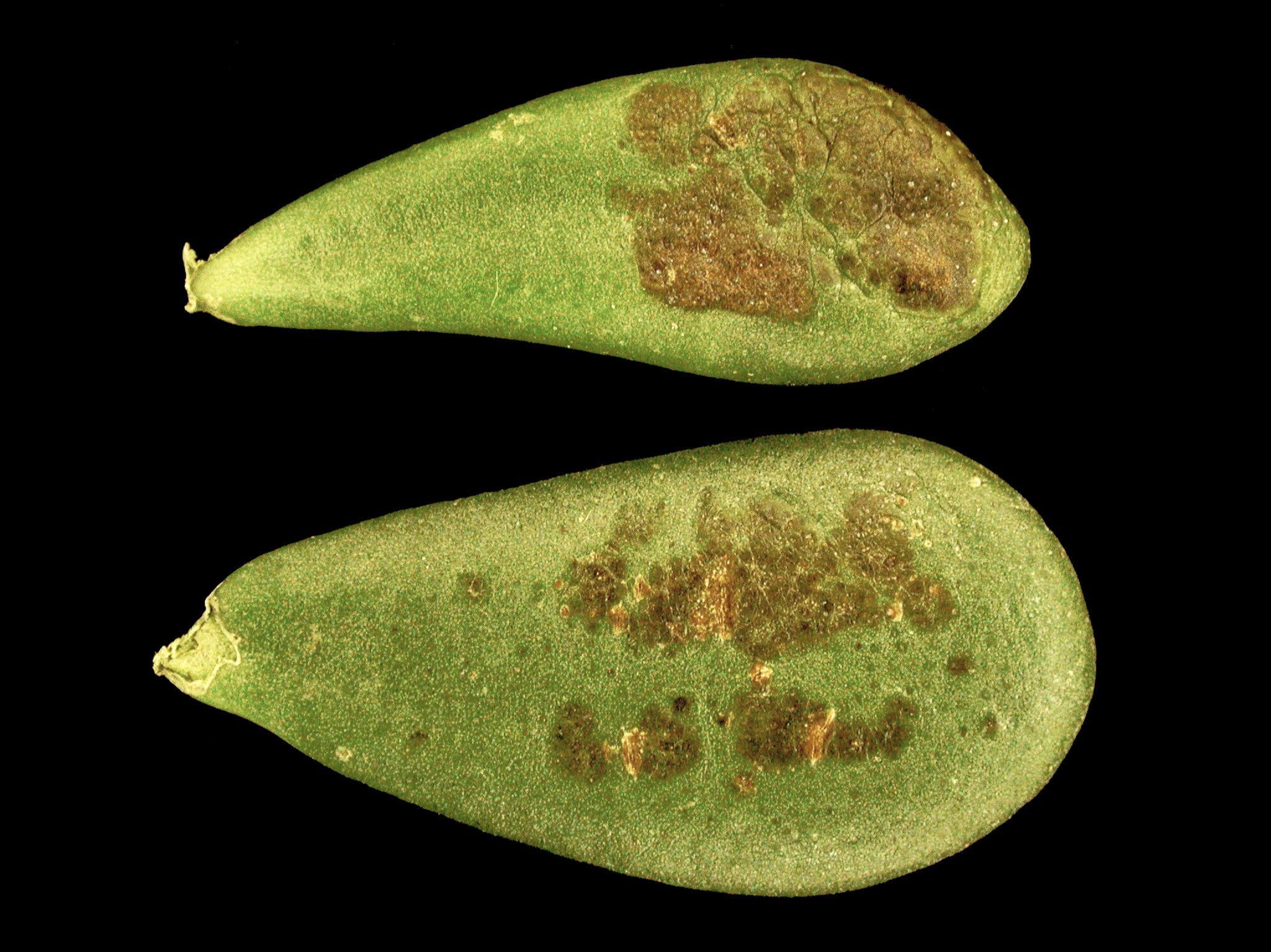 Crassulas - Blanc (Podosphaera sp.)