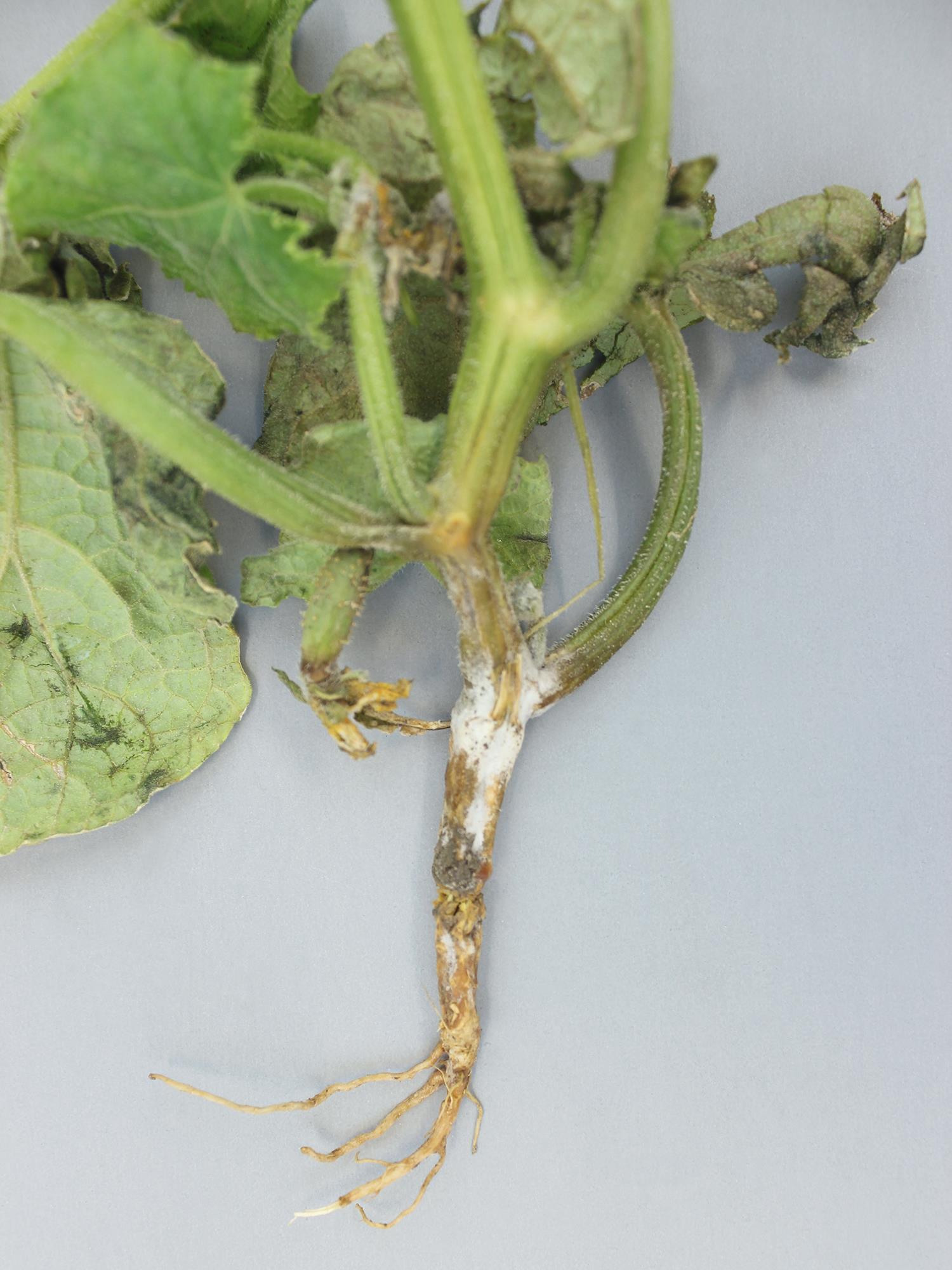 Concombre - Pourriture des racines et du collet (Phytophthora capsici)