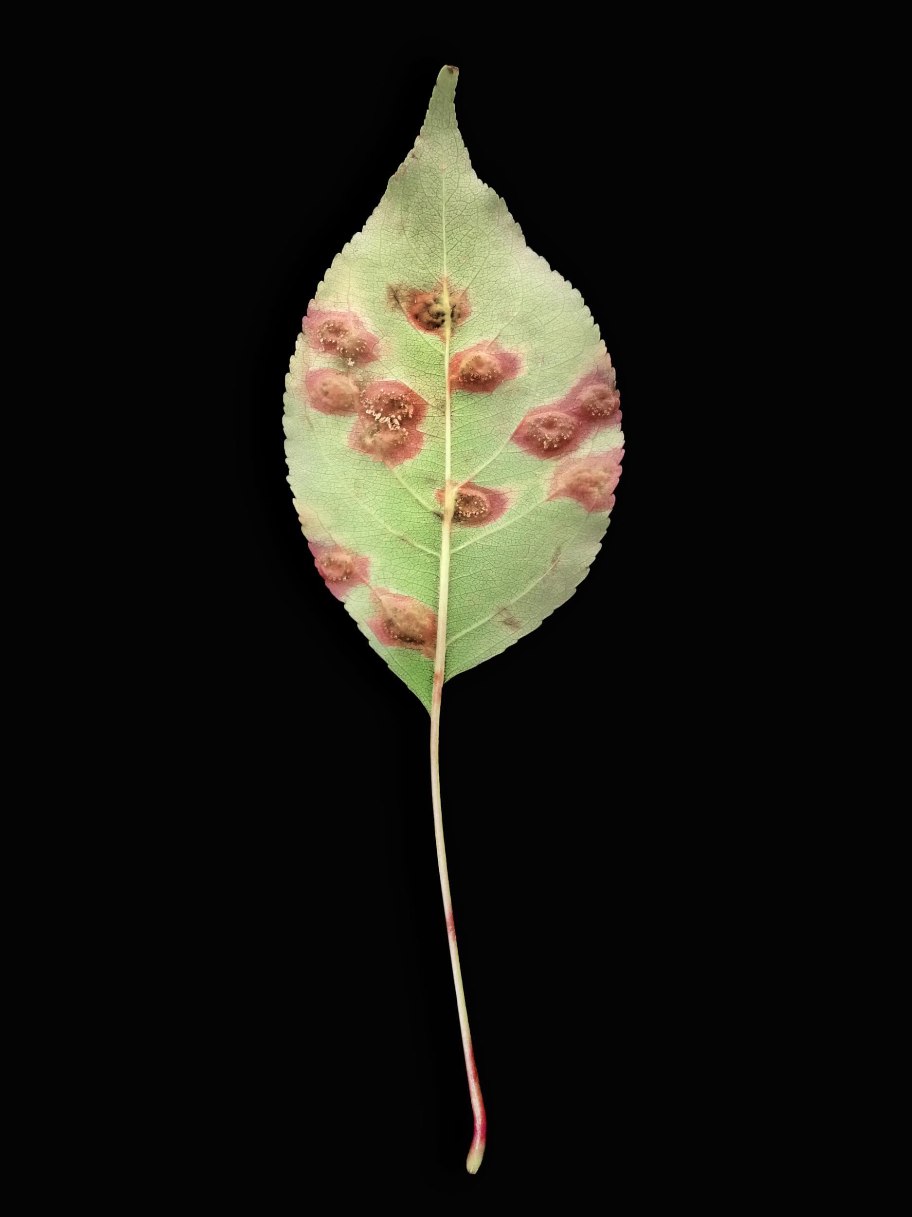 Pomme - Rouille (Gymnosporangium sp.)