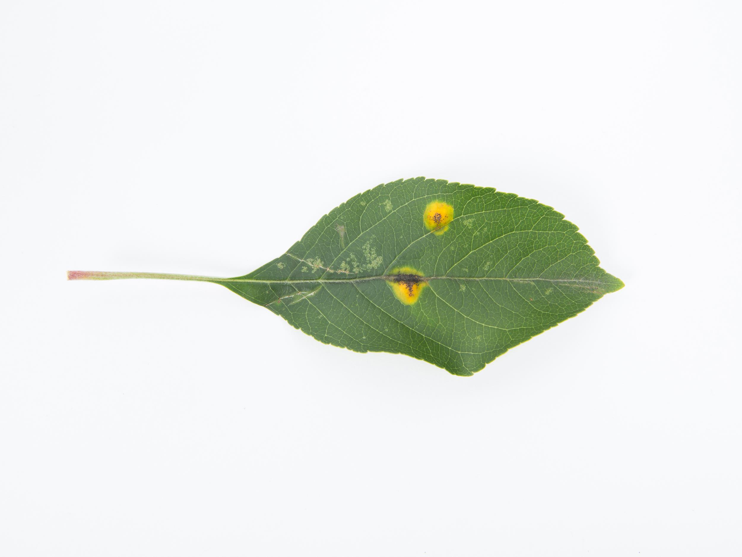 Pomme - Rouille (Gymnosporangium sp.)