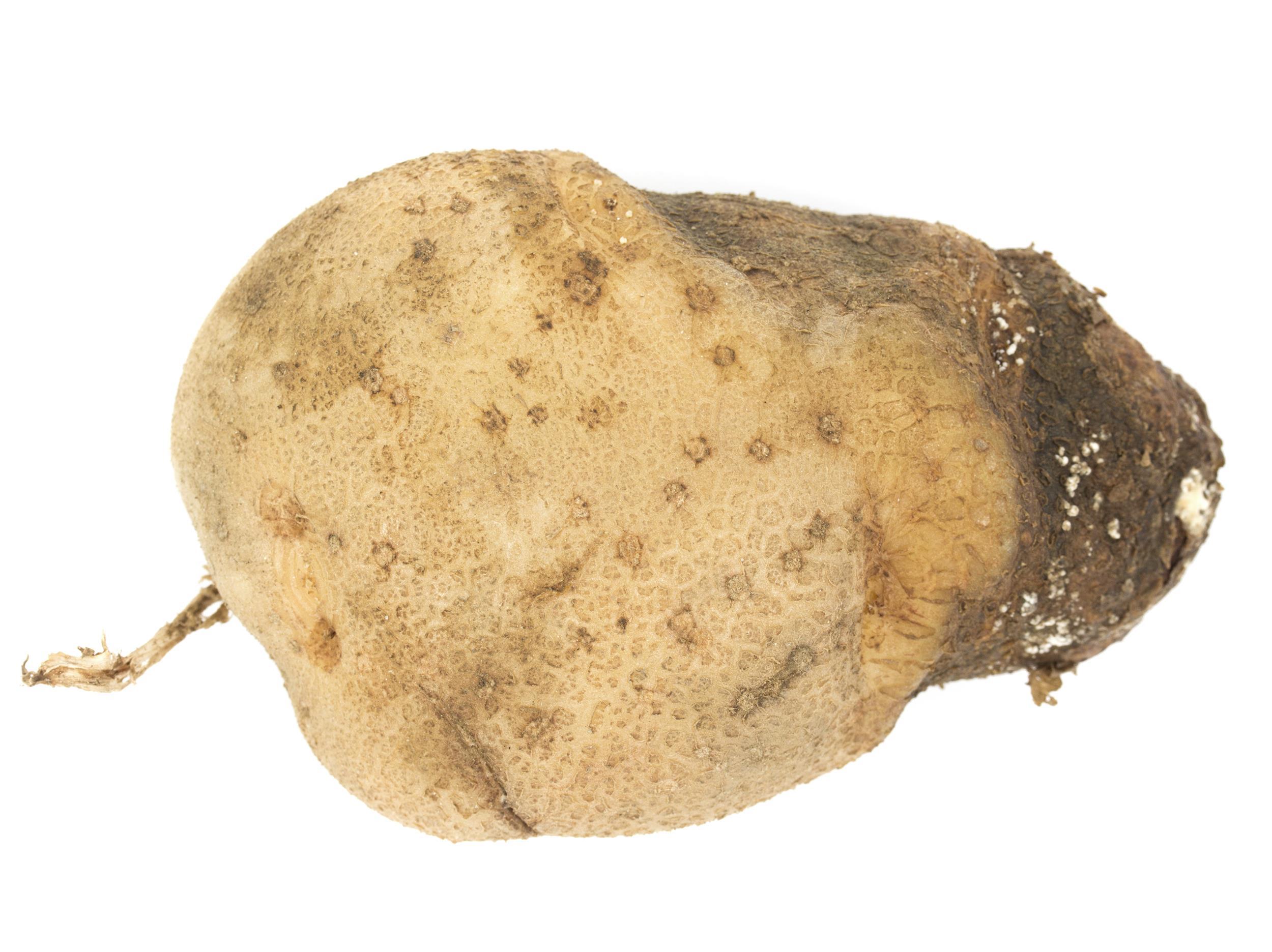 Pomme de terre - Pourriture sèche fusarienne (Fusarium sp.)