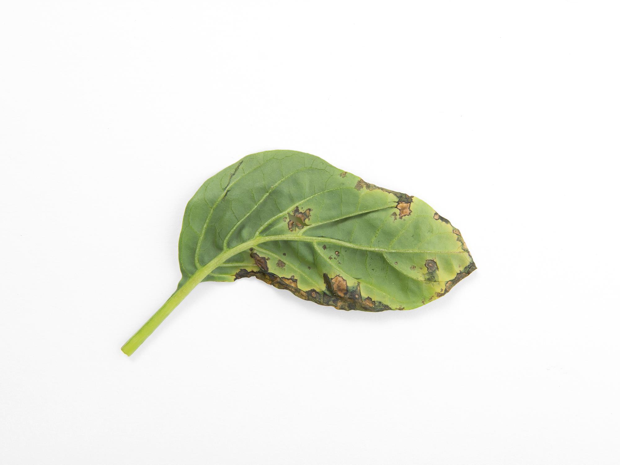 Poivron - Moucheture bactérienne (Pseudomonas syringae pv. tomato)