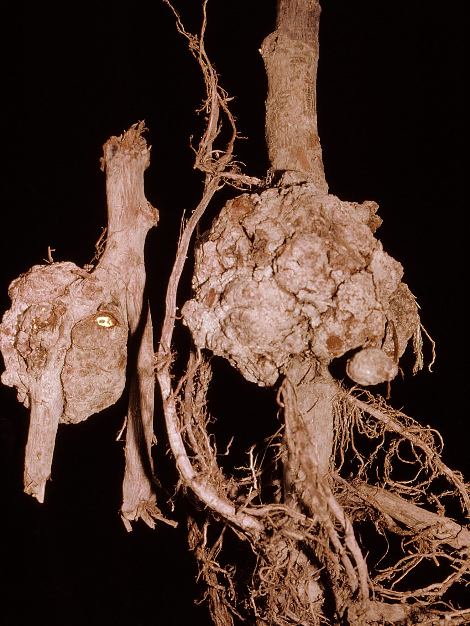 Pomme - Tumeur du collet (Agrobacterium tumefaciens)