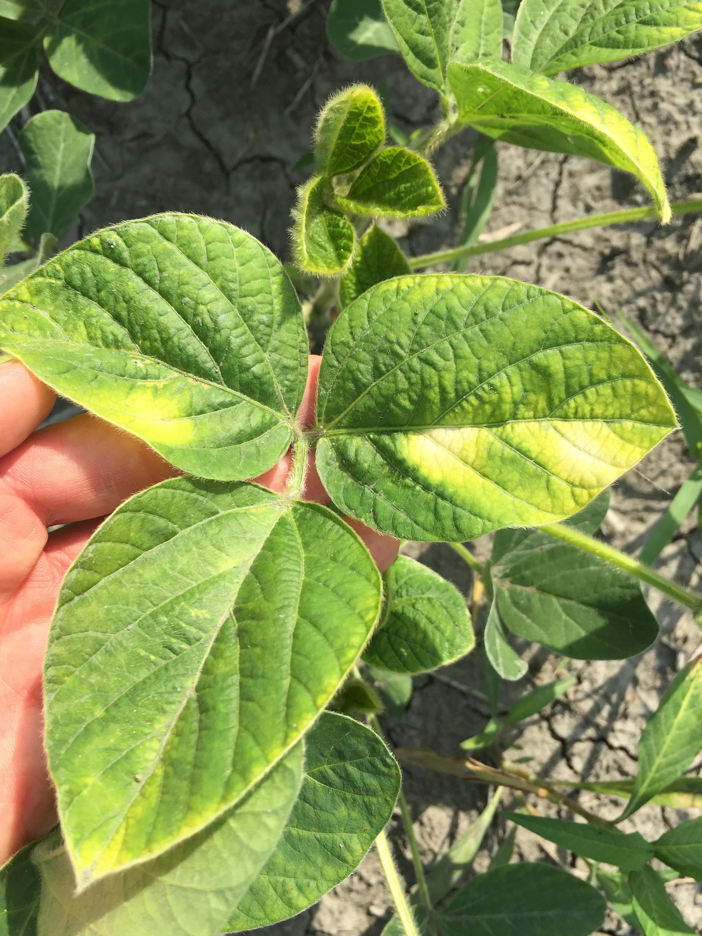 Soya - mésotrione (27)_6