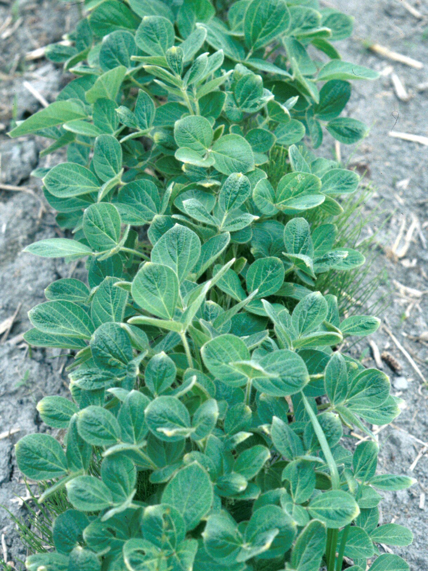 Soya - dicamba (4)_7