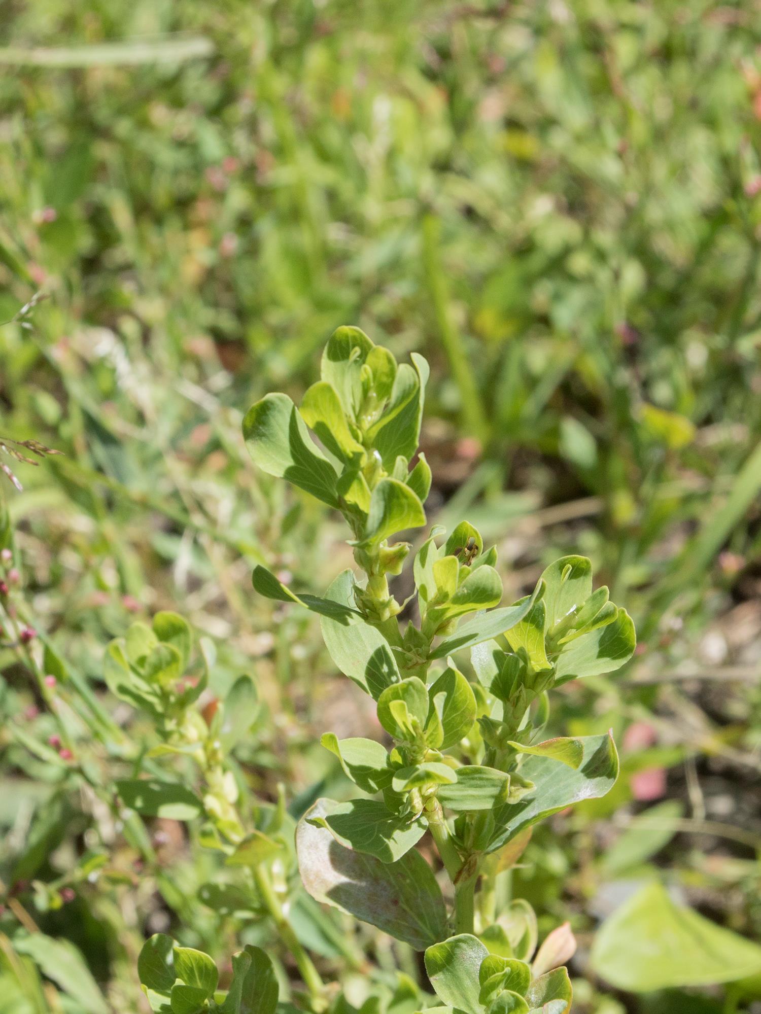 Renouée coriace (Polygonum achoreum)_8