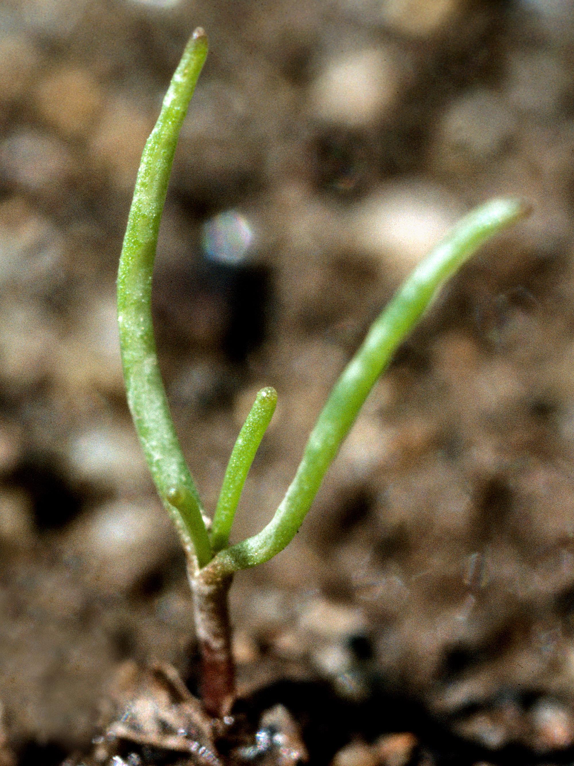 Spargoute des champs(Spergula arvensis)_1