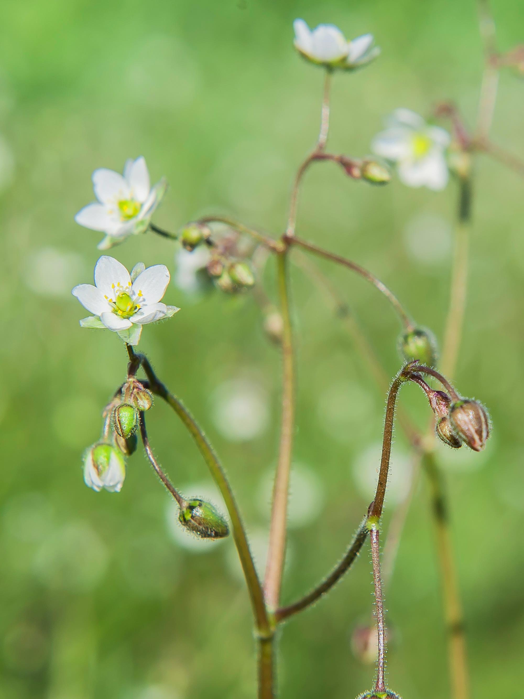 Spargoute des champs(Spergula arvensis)_16
