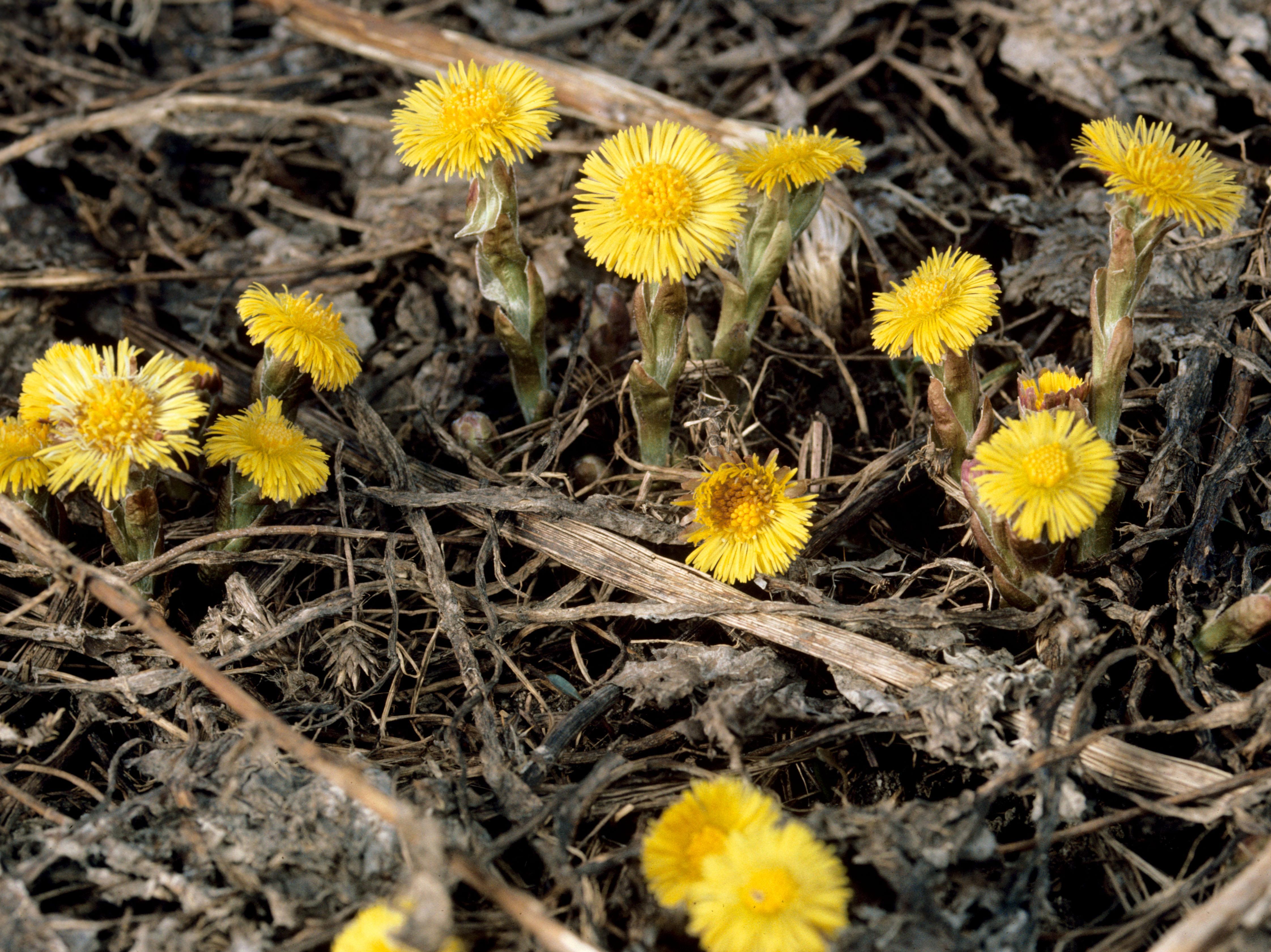 Tussilage pas-d'âne(Tussilago farfara)_5