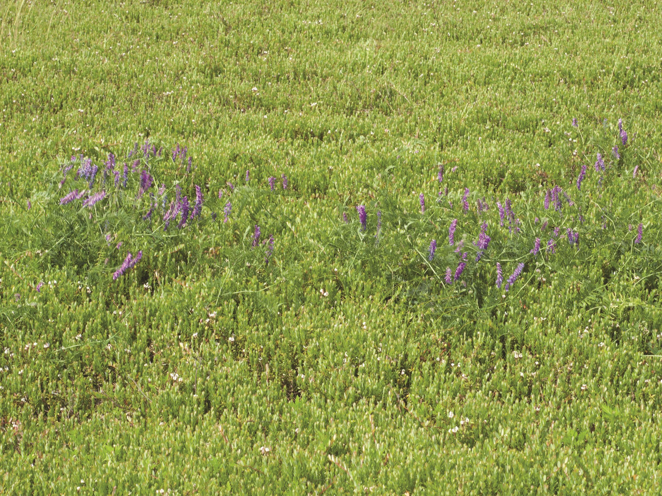Vesce jargeau(Vicia cracca)_14