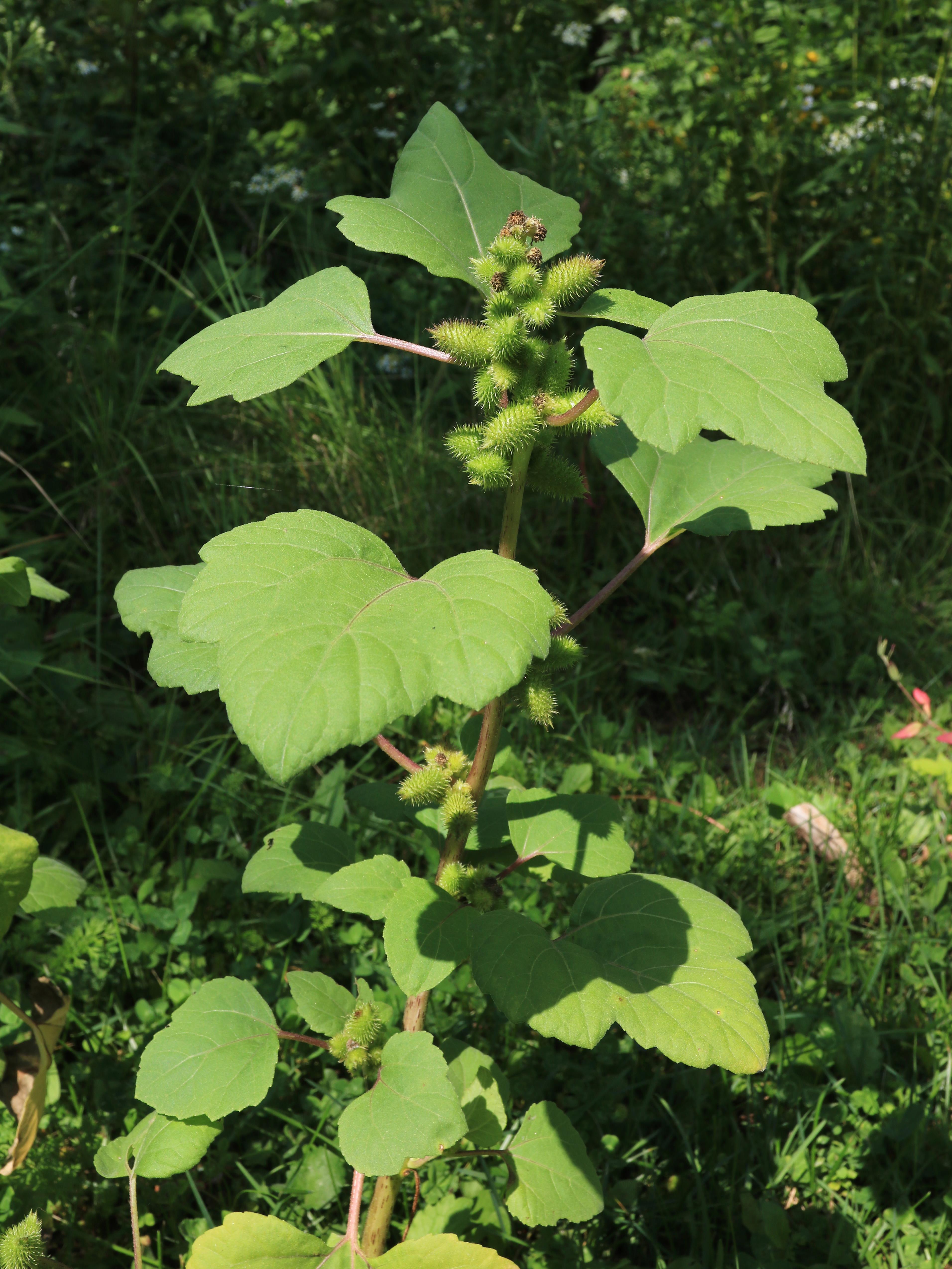 Lampourde glouteron (Xanthium strumarium)_12