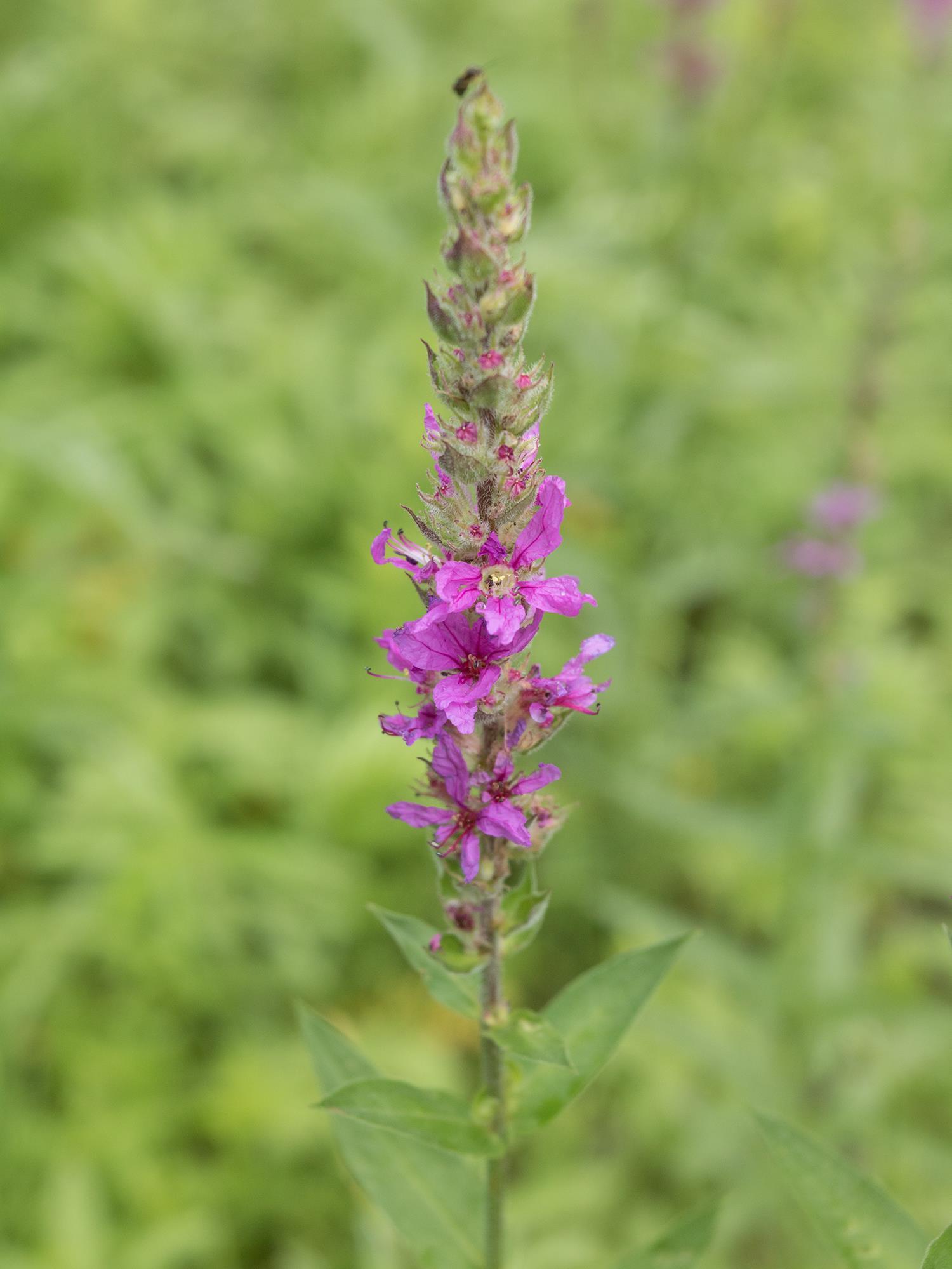 Salicaire commune (Lythrum salicaria)_14