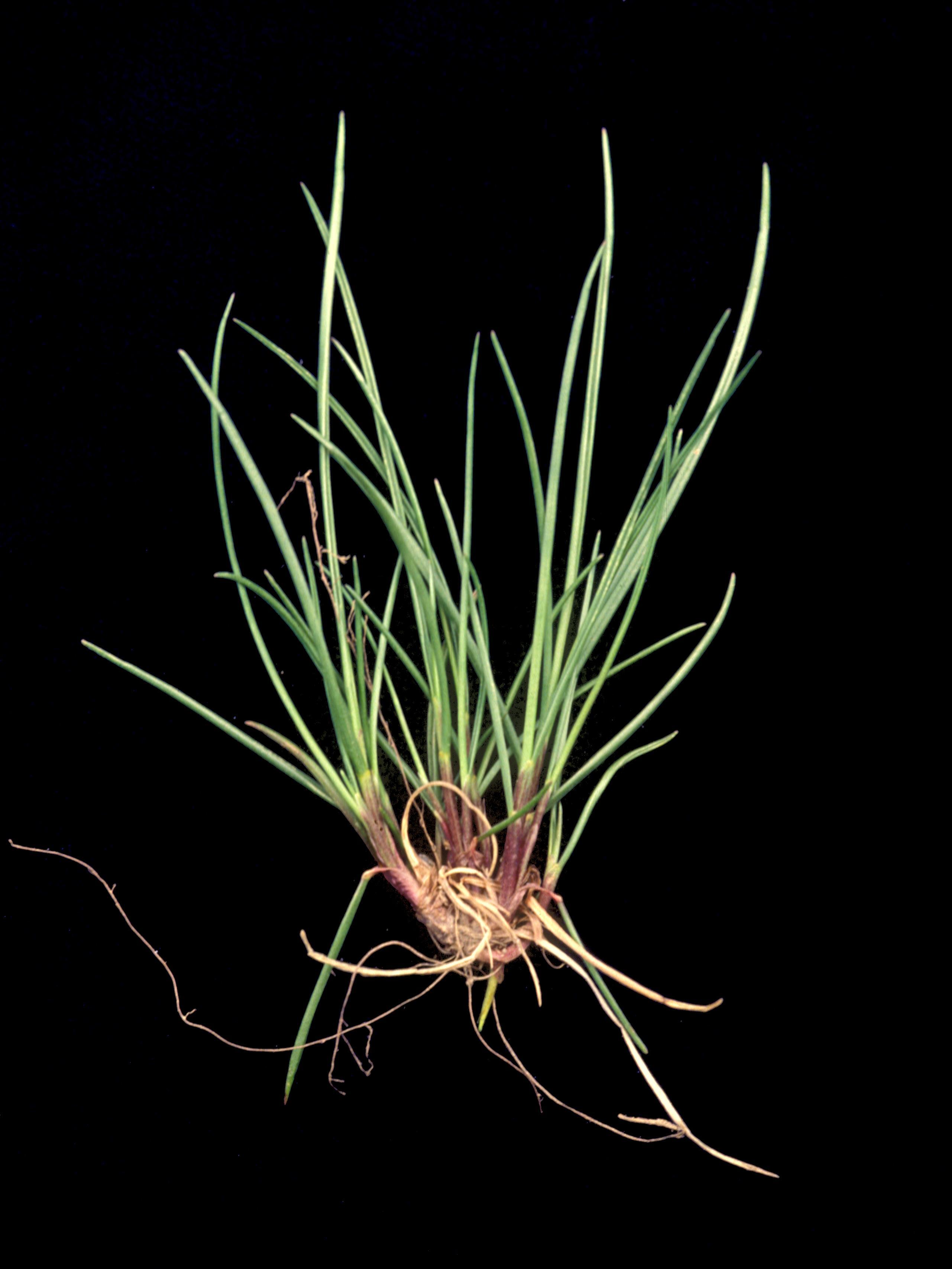 Fétuque rouge (Festuca rubra)_3