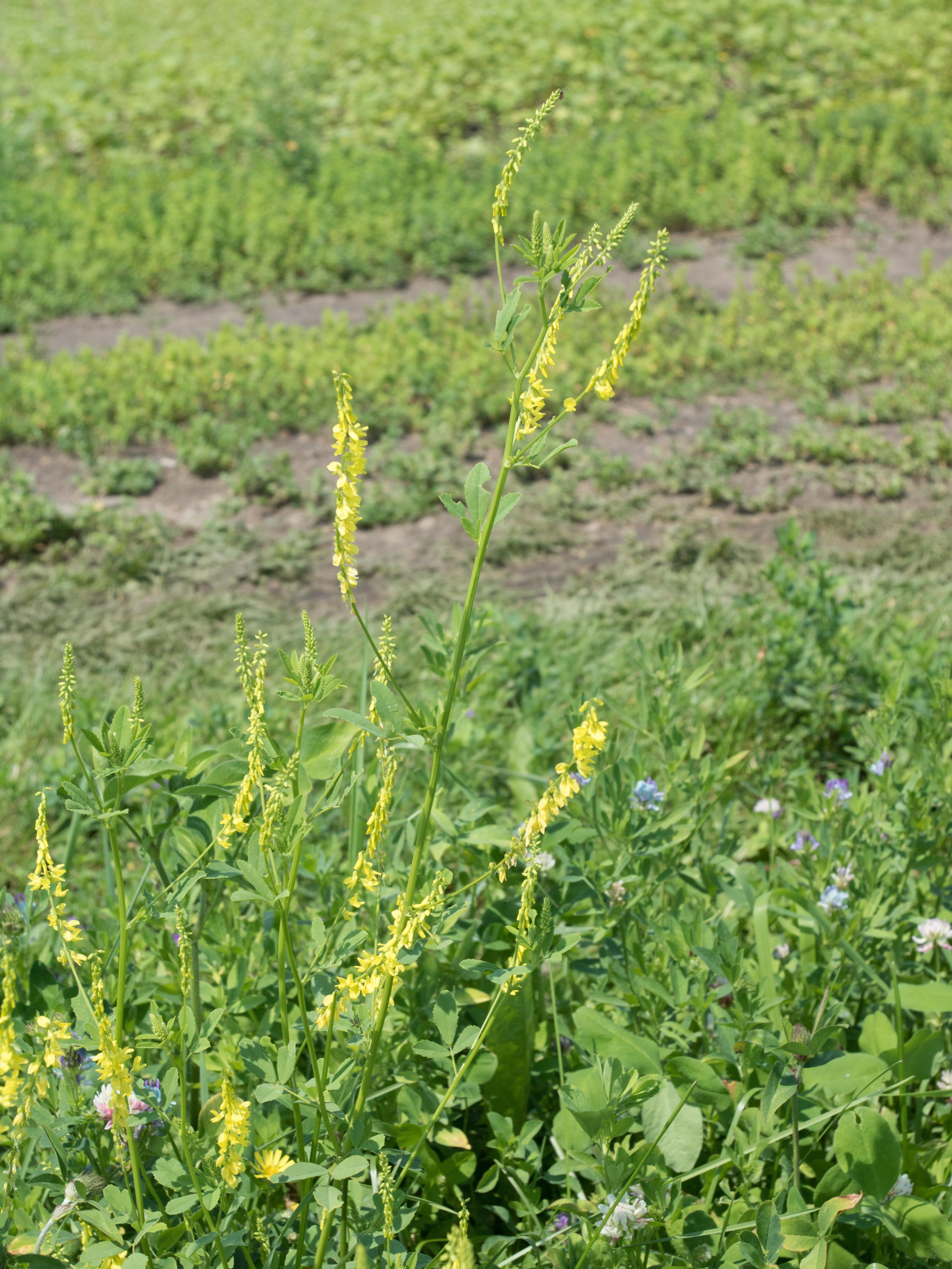 Mélilot jaune (Melilotus officinalis)_1