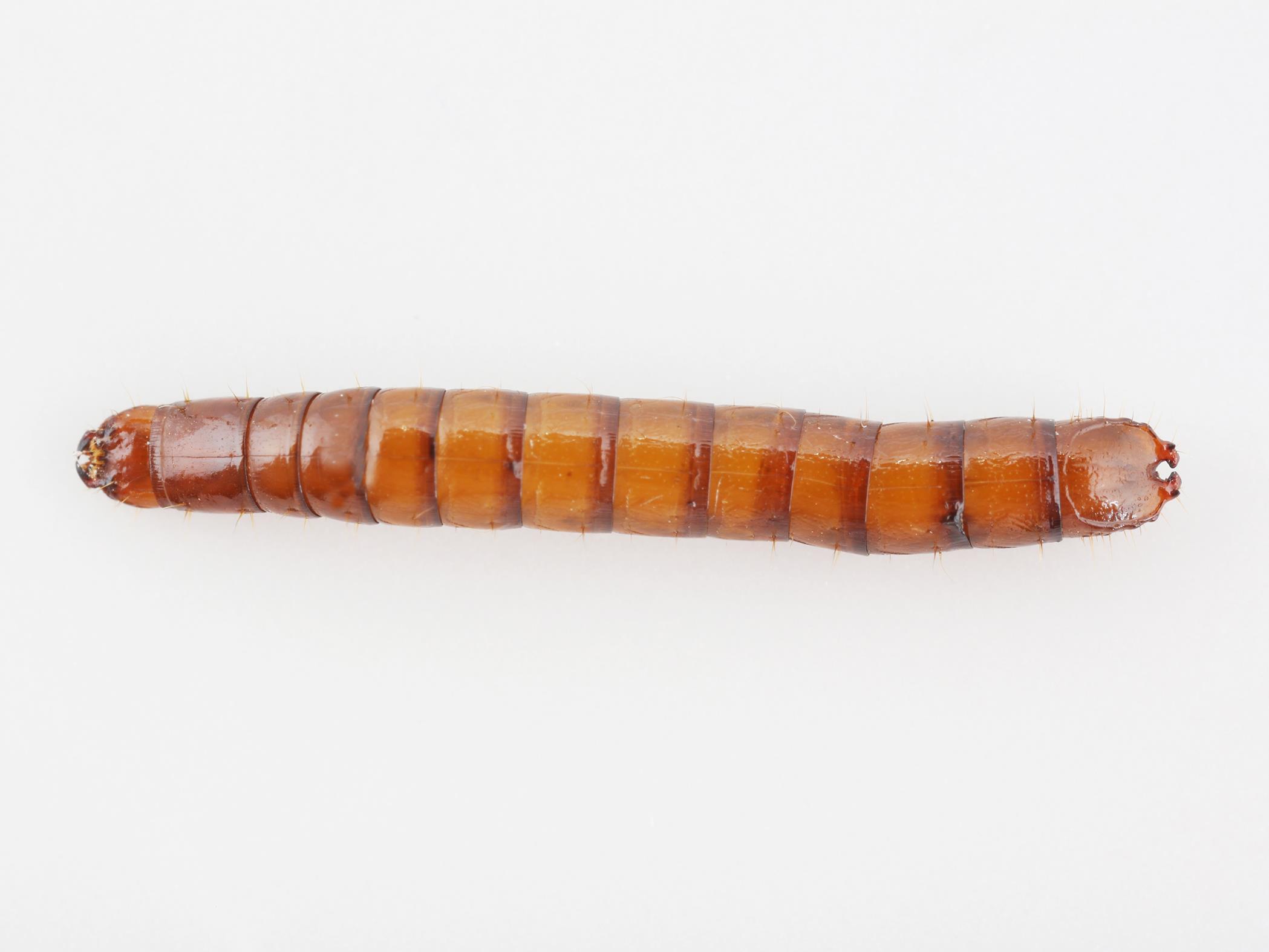 Limonius sp._3