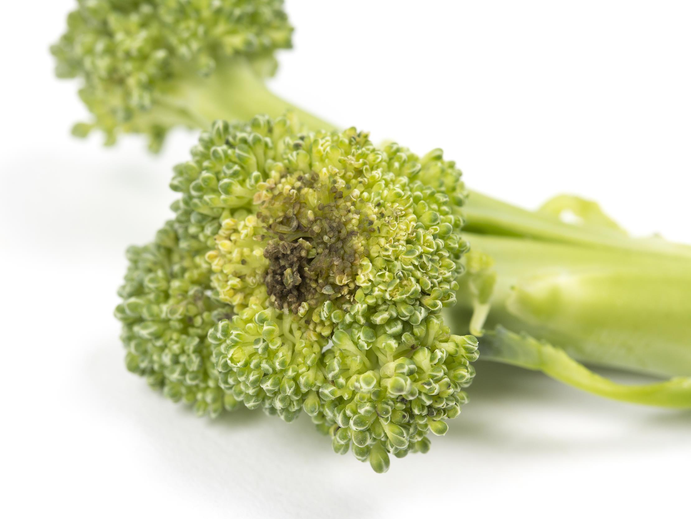 Brocoli - Tache noire alternarienne (Alternaria brassicicola)