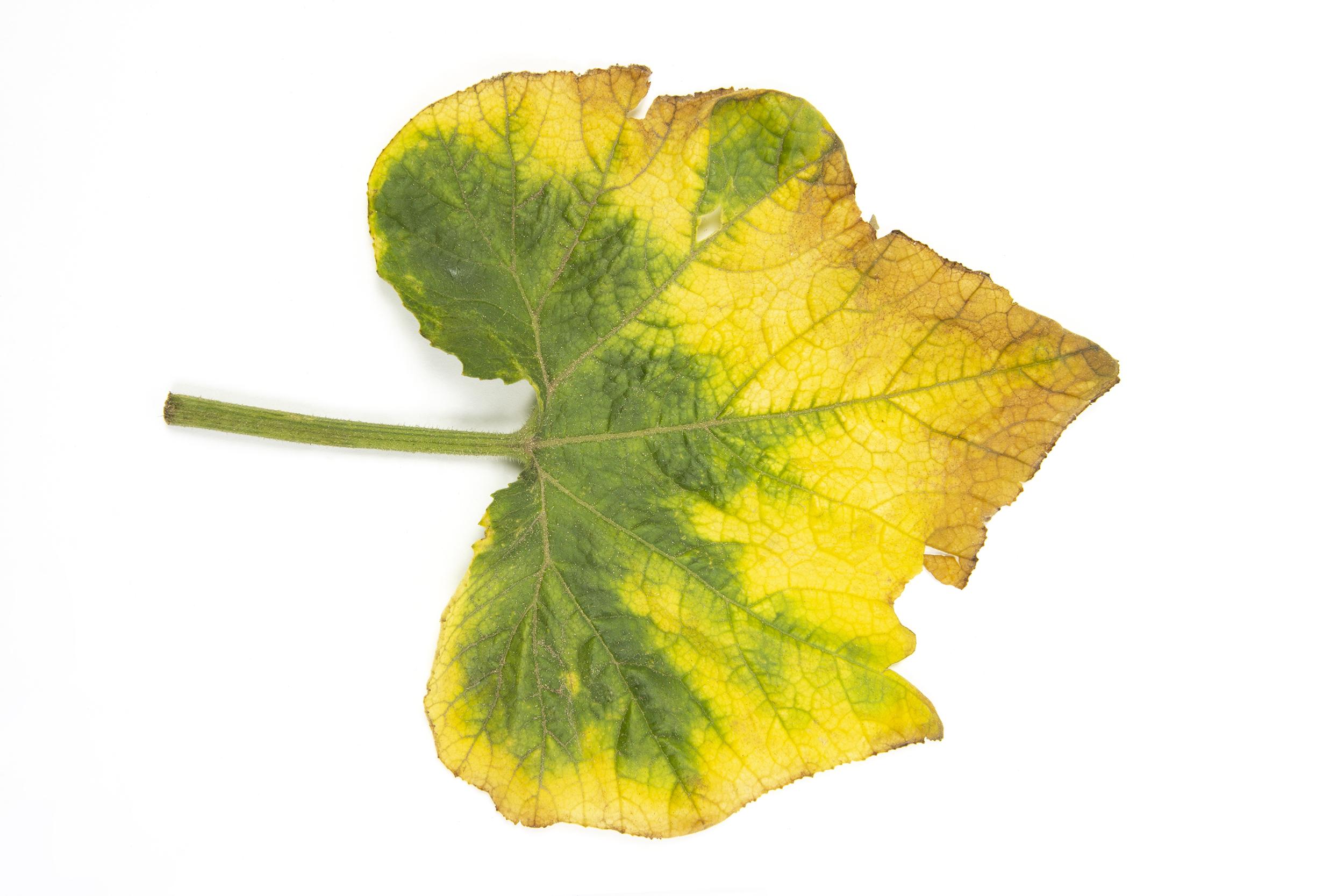 Courges - atrazine (5)_7