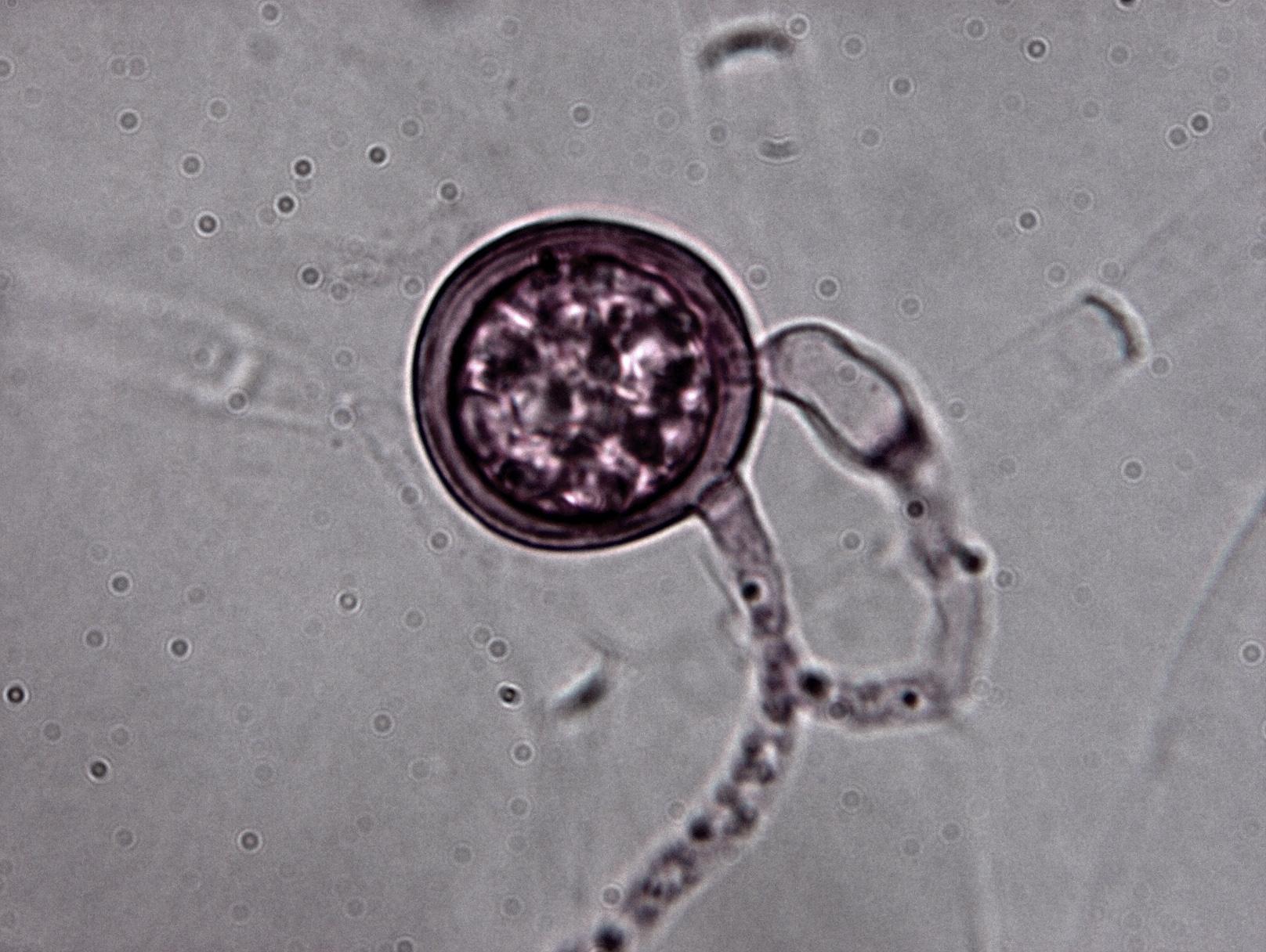 Pythium sp.