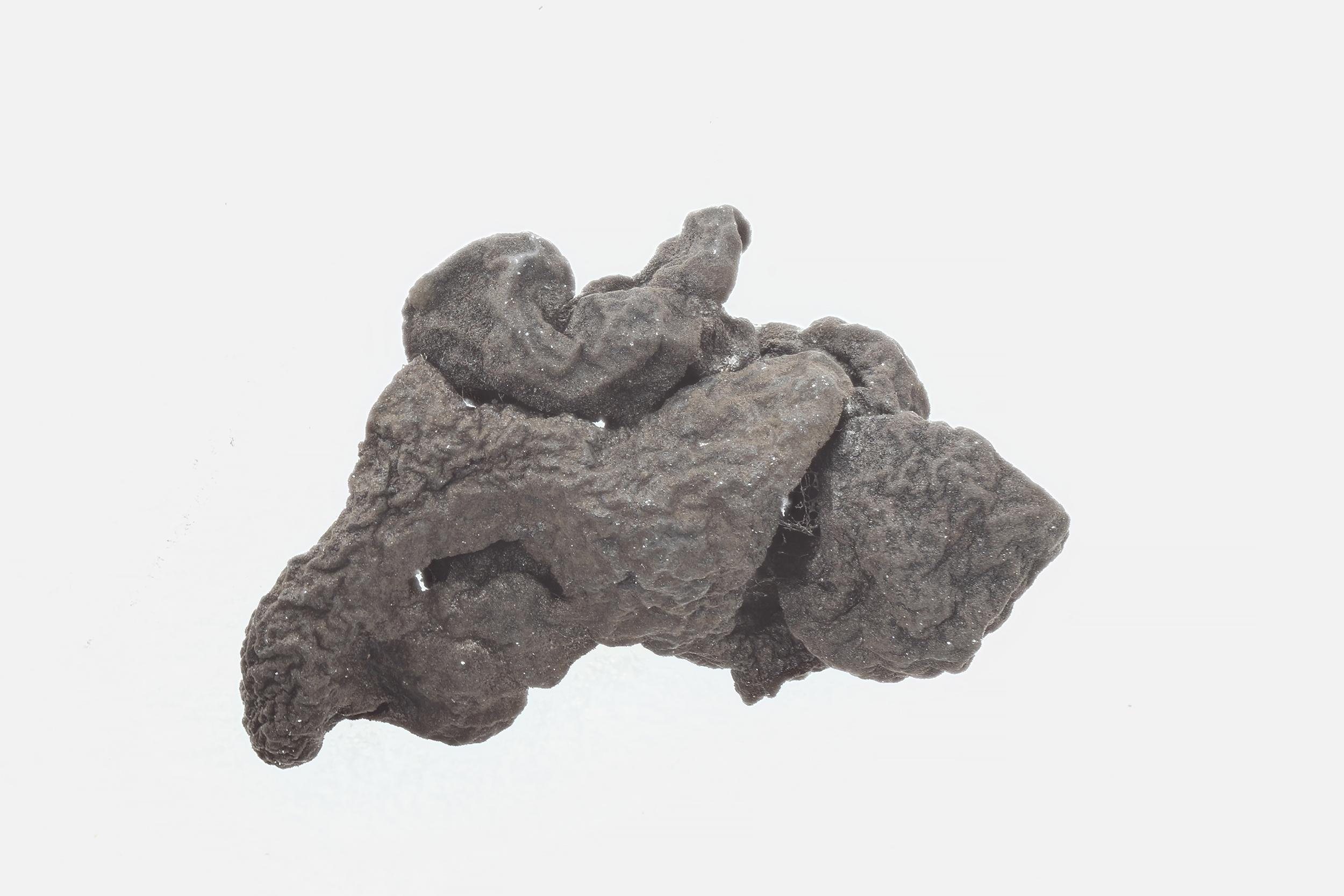 Sclerotinia sclerotiorum
