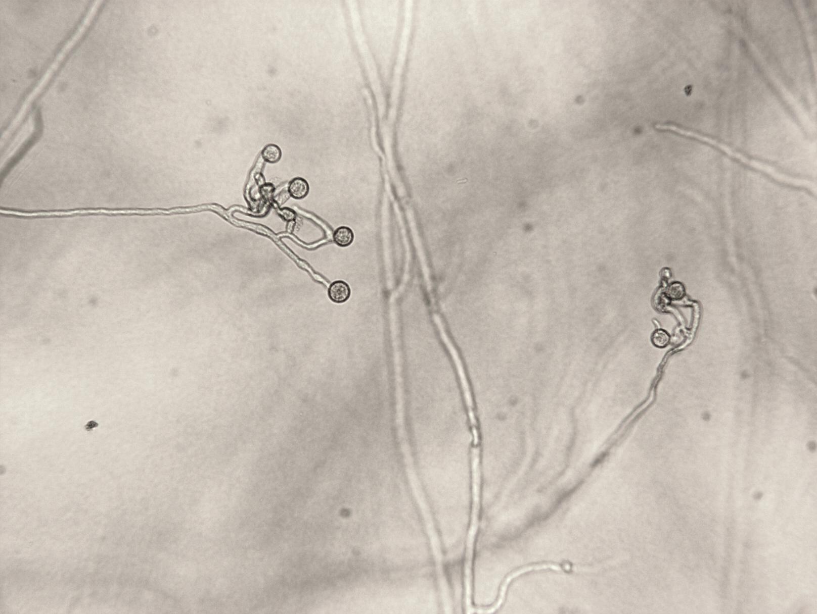 Pythium sp.