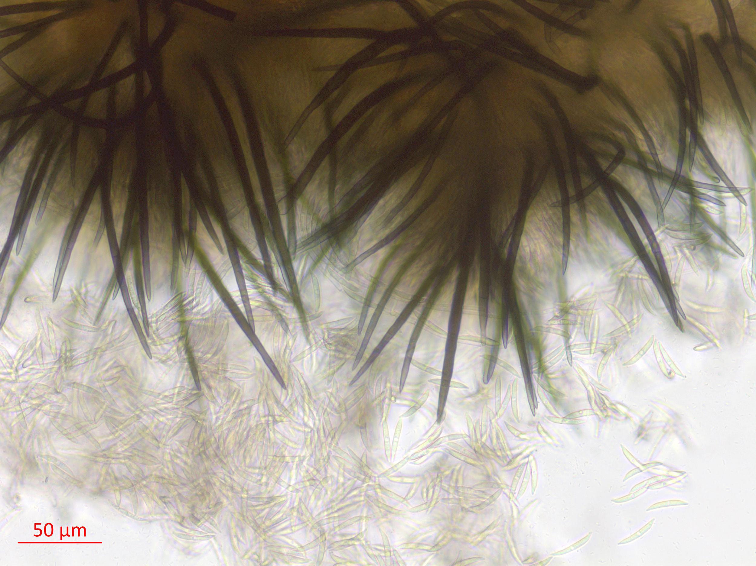 Colletotrichum_D42393_LQ