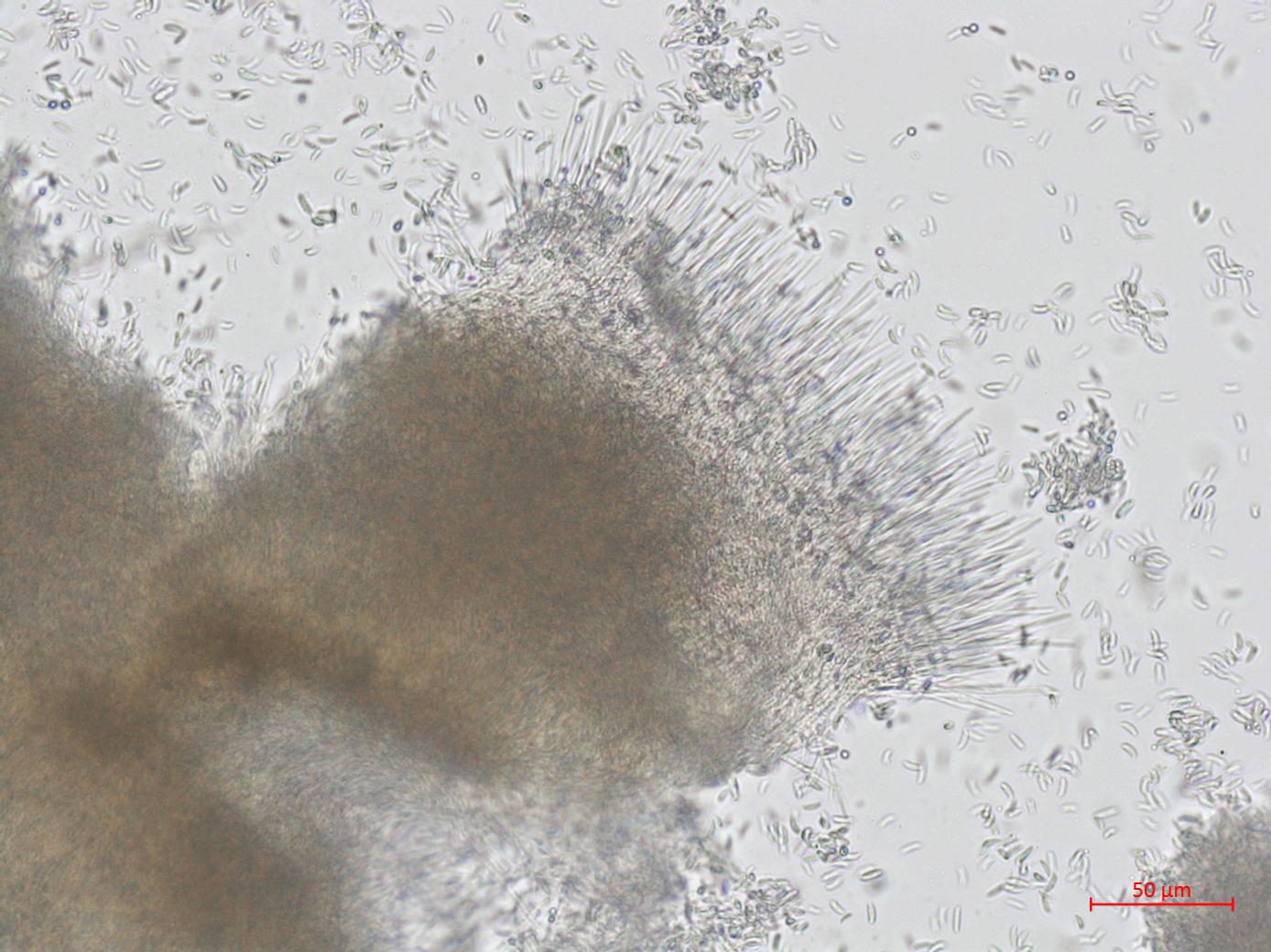 Hainesia_sp_5