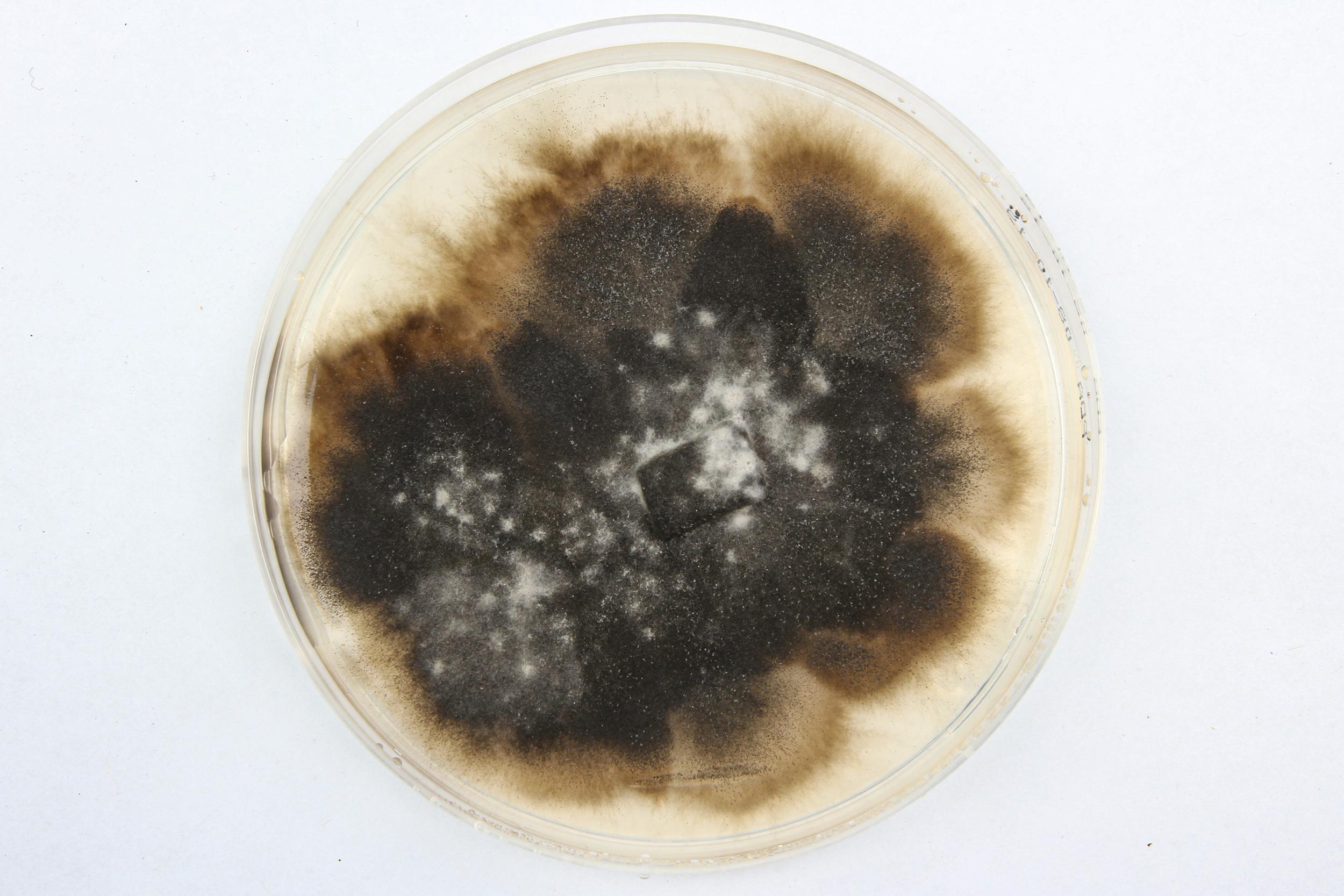 Ulocladium_sp_1