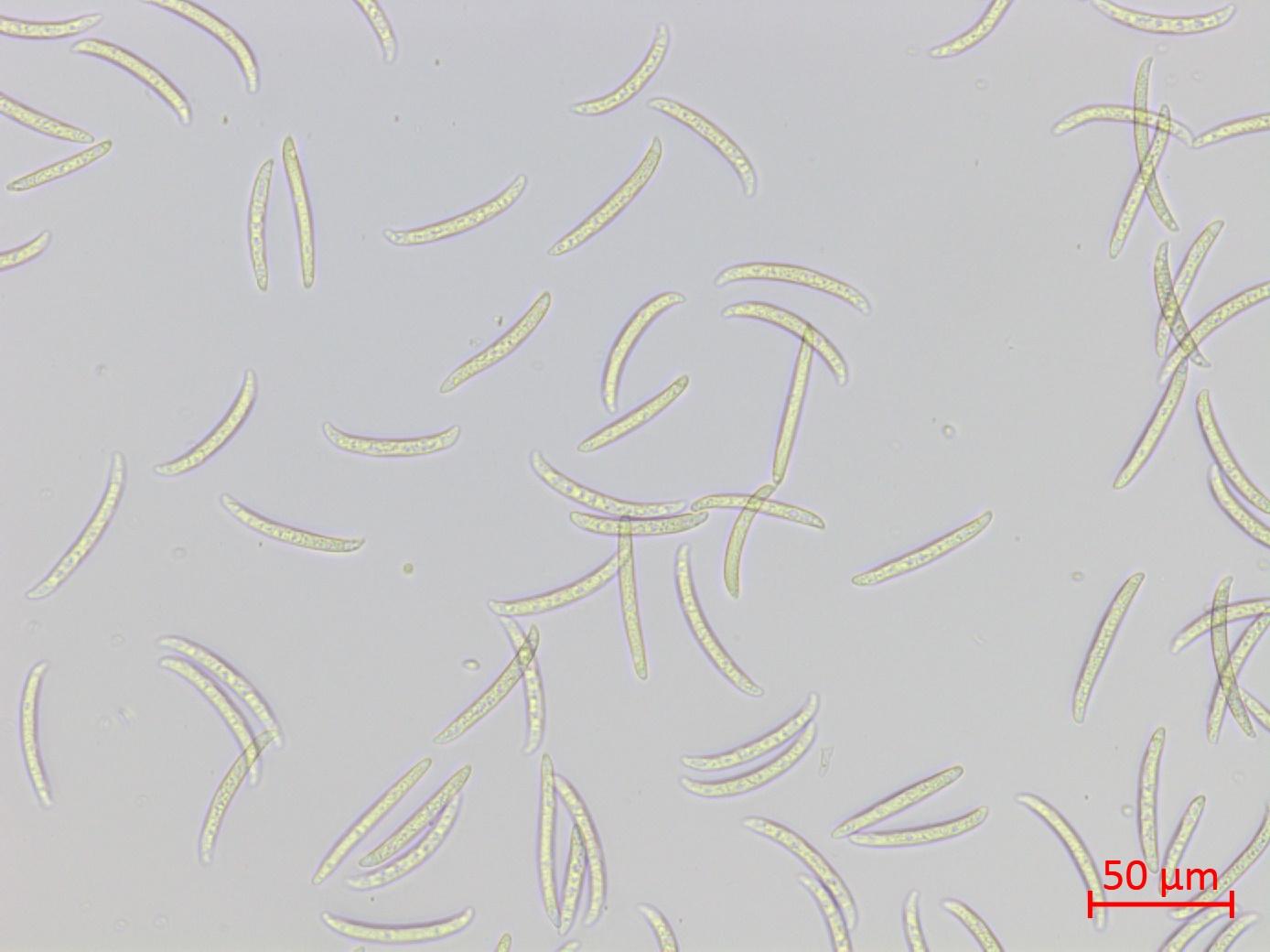 Fusarium virguliforme