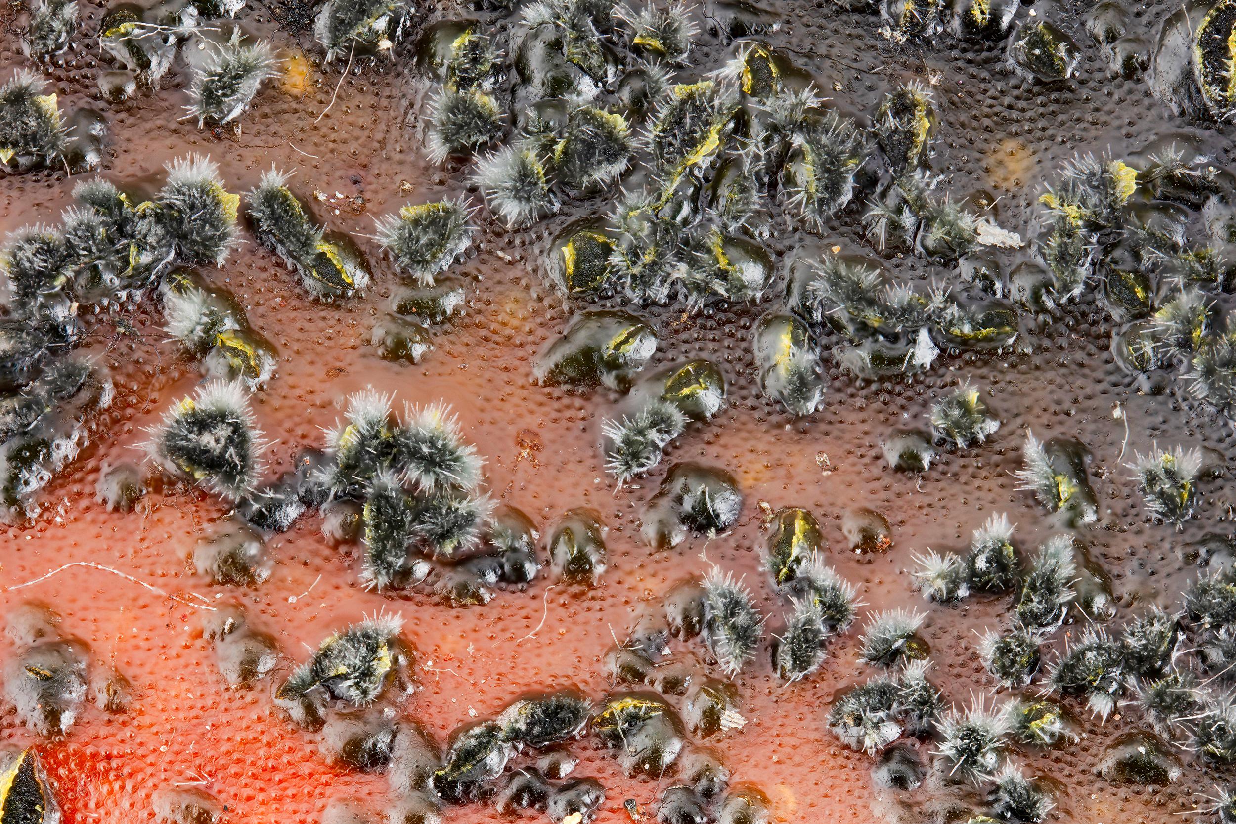 Colletotrichum acutatum