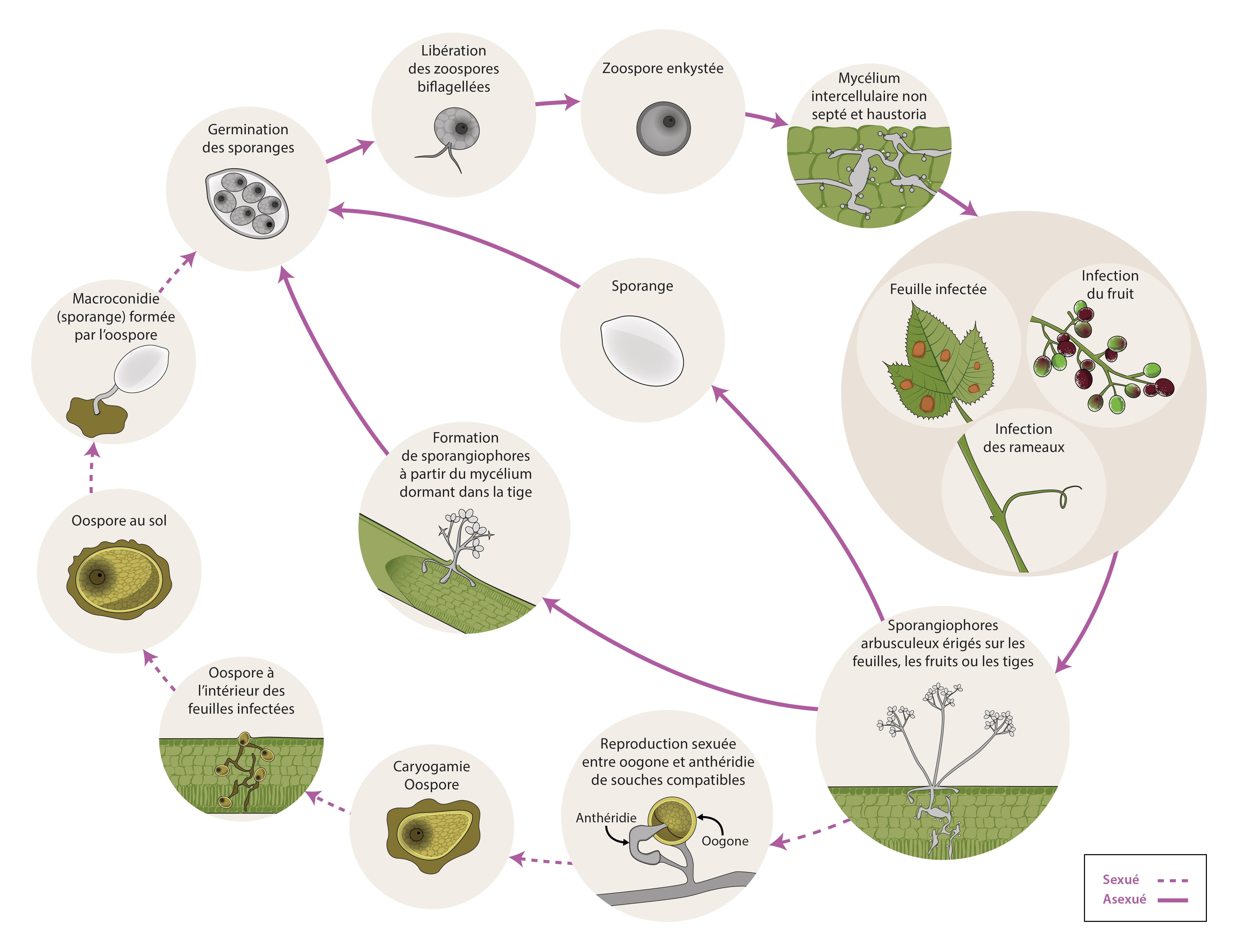 Plasmopara viticola - Cycle maladie