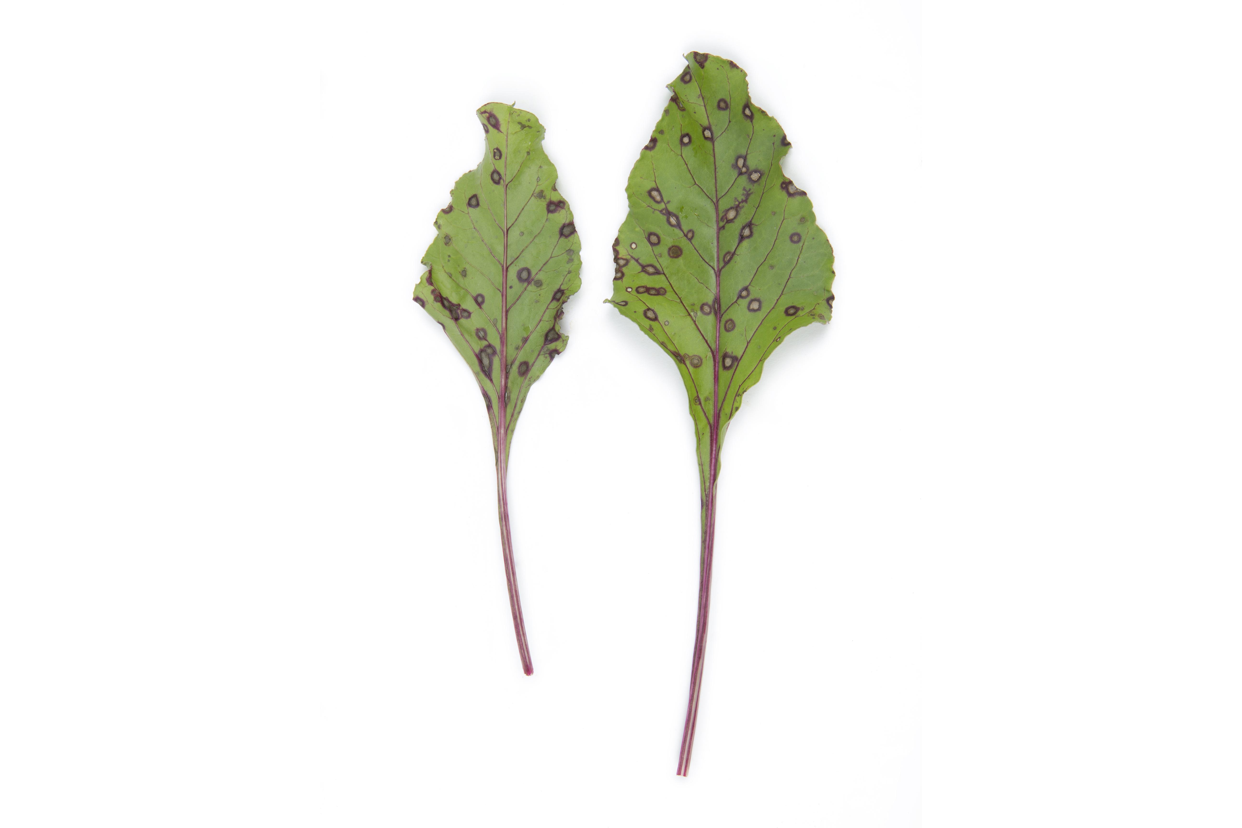Betterave - Tache cercosporéenne (Cercospora beticola)_5