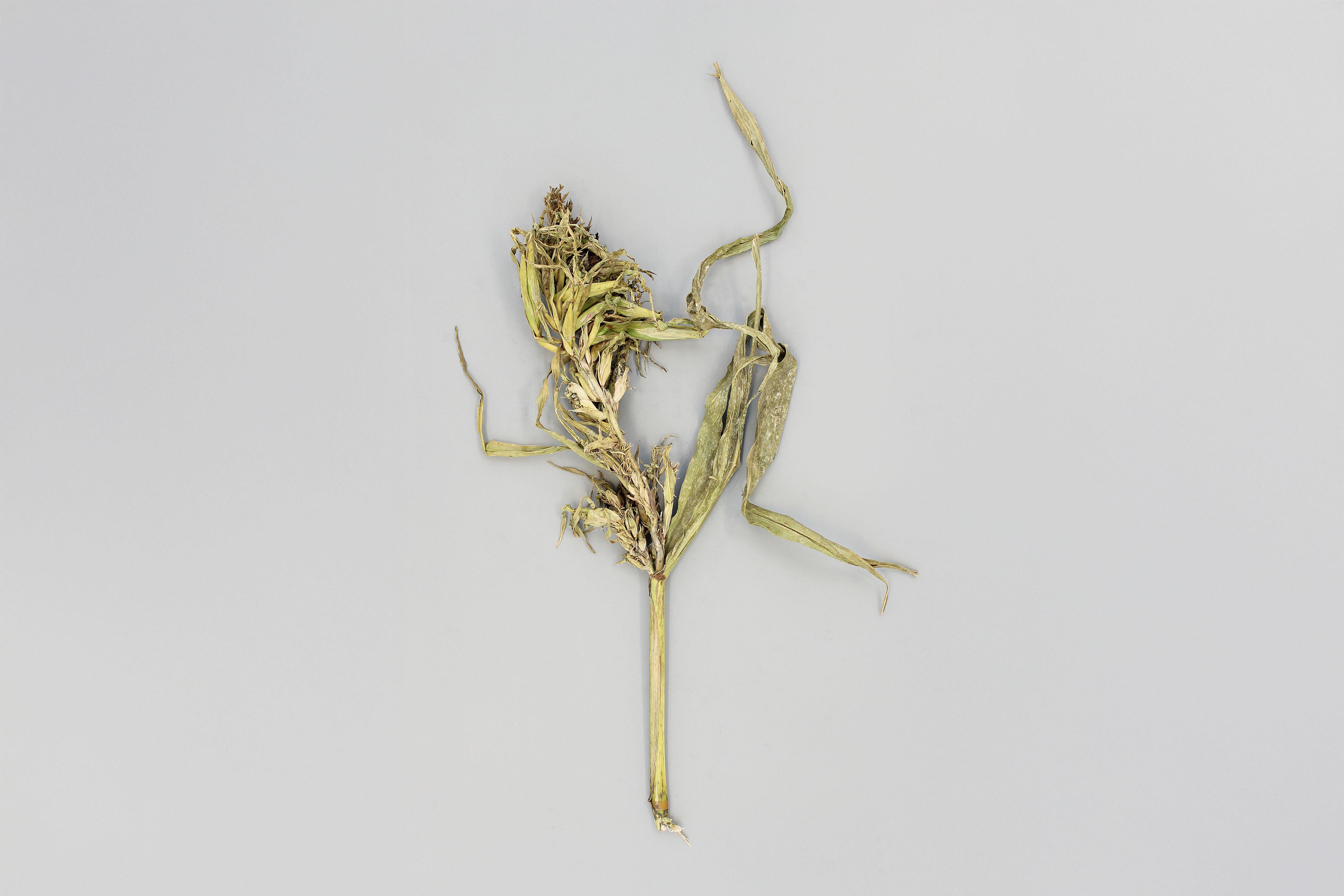 Maïs grain et fourrager - Mildiou (Sclerophthora macrospora)