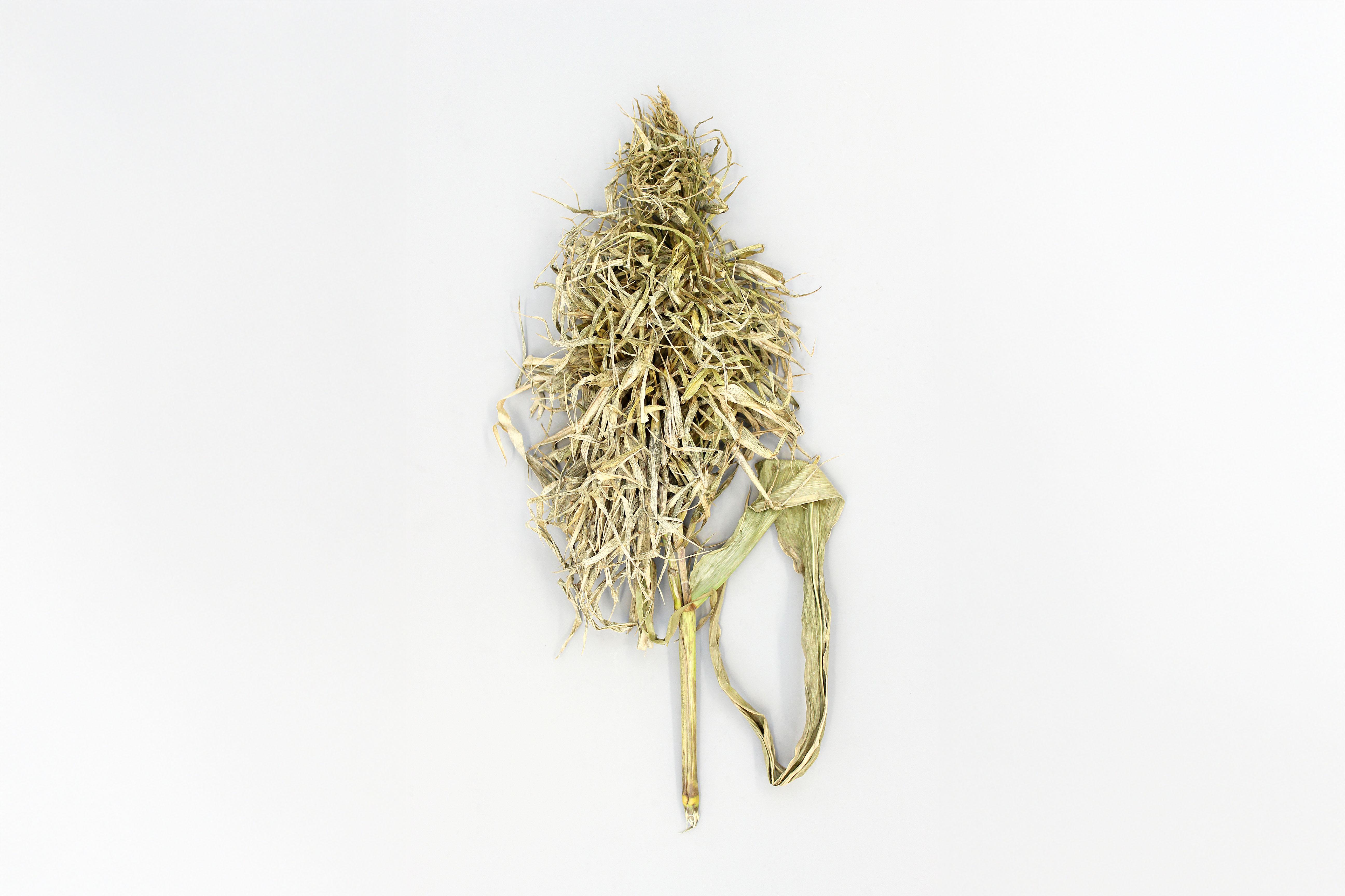 Maïs grain et fourrager - Mildiou (Sclerophthora macrospora)