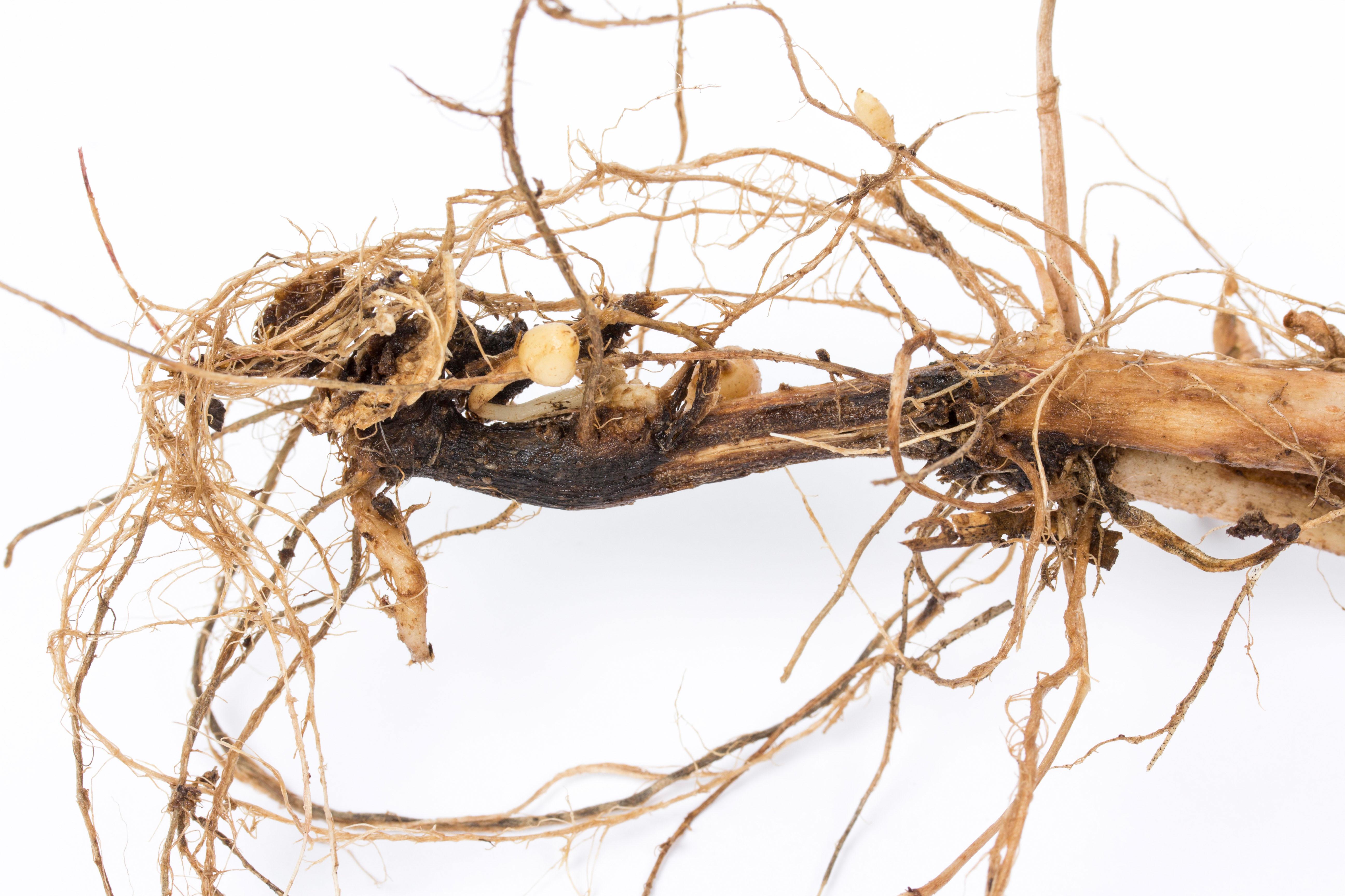 Pomme de terre - Jambe noire (Pectobacterium atrosepticum)