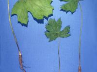 Berce Caucase(Heracleum mantegazzianum)_4