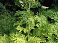 Berce Caucase(Heracleum mantegazzianum)_11