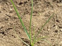 Ivraie vivace (Lolium perenne)_1