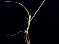 Ivraie vivace (Lolium perenne)_2