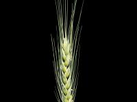 Blé commun(Triticum aestivum)_3