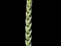 Blé commun(Triticum aestivum)_4