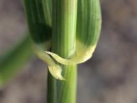 Orge commun (Hordeum vulgare)_1
