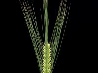 Orge commun (Hordeum vulgare)_2