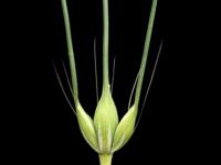 Orge commun (Hordeum vulgare)_3