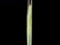 Seigle commun (Secale cereale)_1