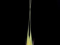 Seigle commun (Secale cereale)_3