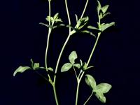 Trèfle rouge(Trifolium pratense)_1